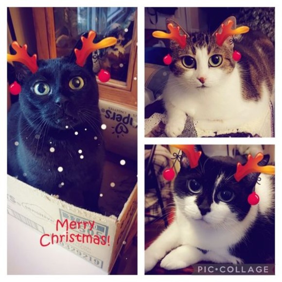 Meet your Posher, Julia - Picture 1 of 1